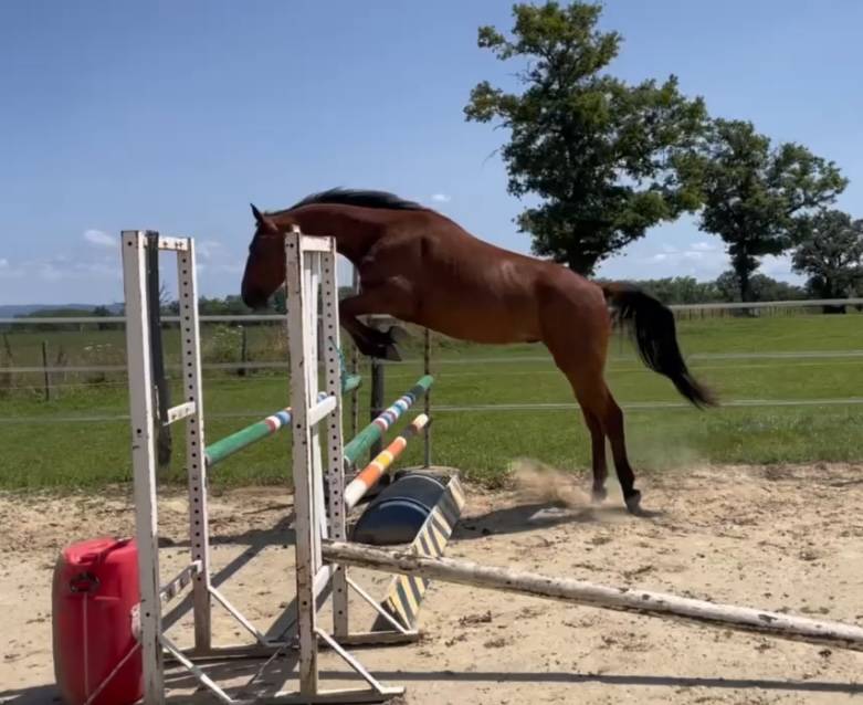 Hongre Selle Français 4 ans 