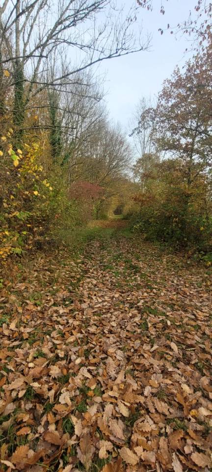 Les Chevaux d'Argentières 