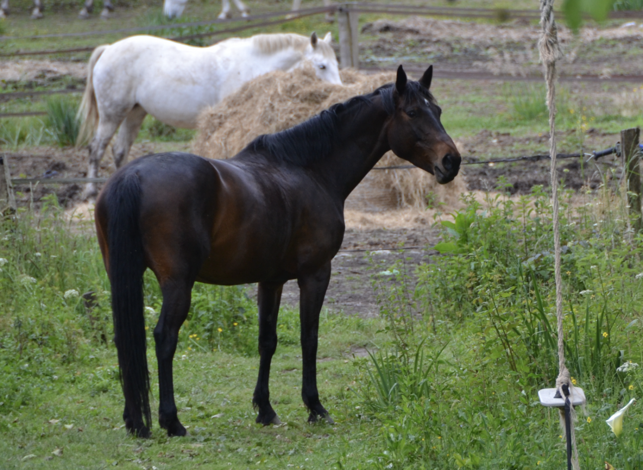 Jument Selle Français PP 12 ans