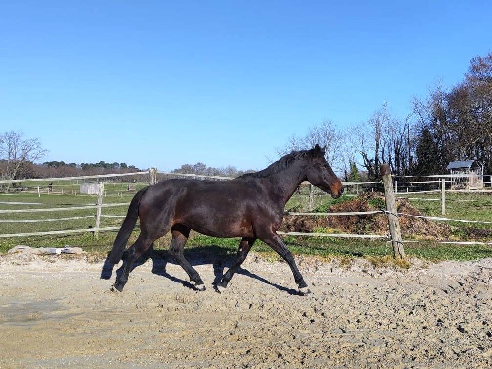 Jument Selle Français PP 12 ans