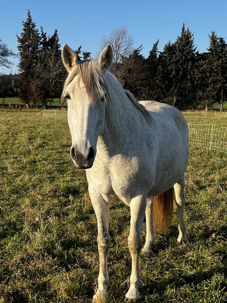 Jument lusitanienne X Camargue 11 ans 