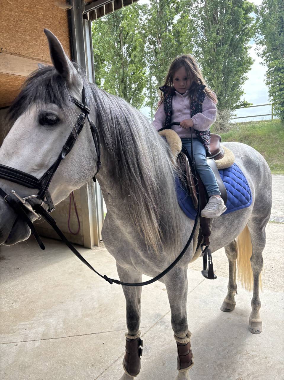 Bonjour vend espagnol hongre de 5 ans