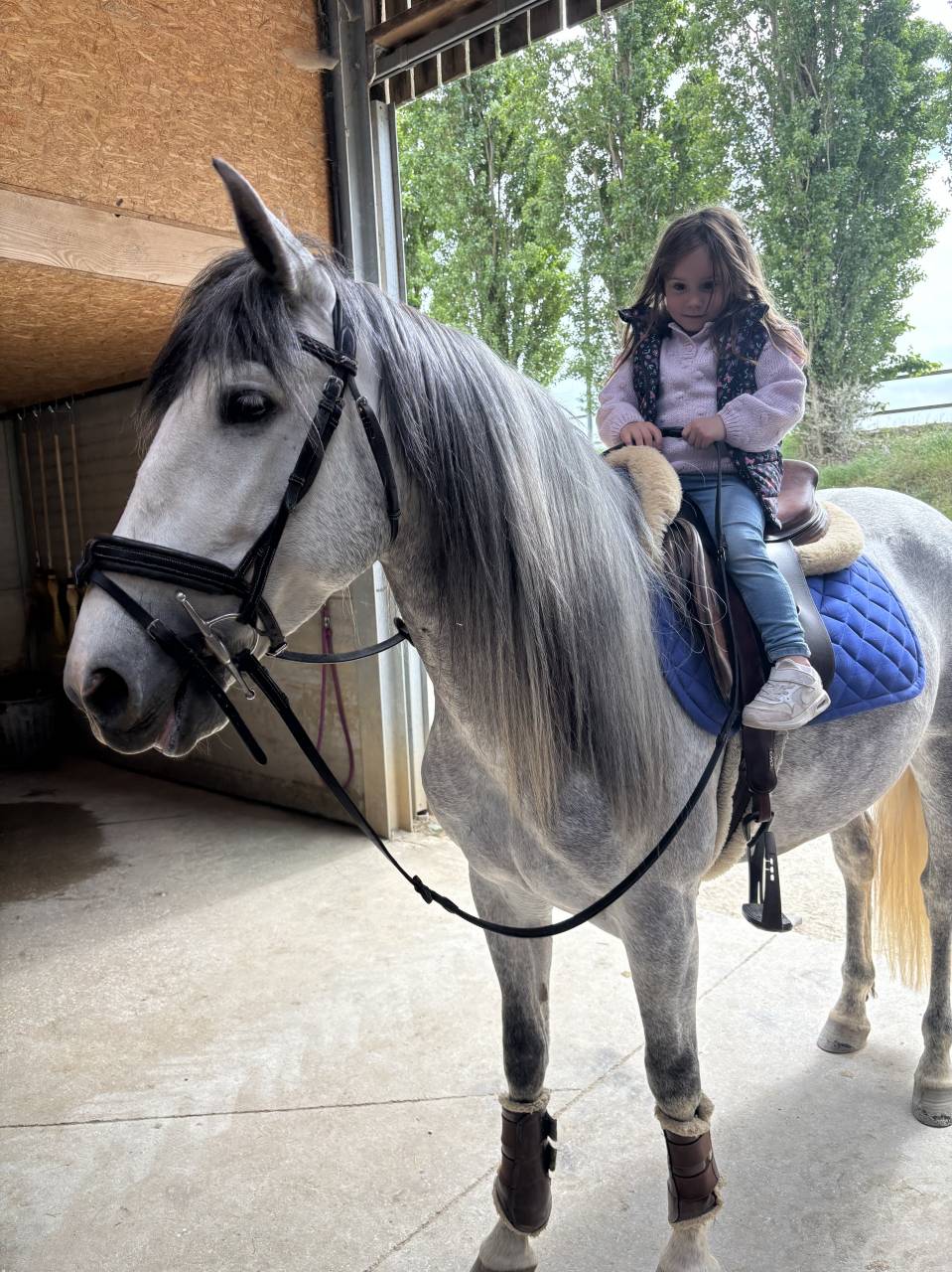 Bonjour vend espagnol hongre de 5 ans