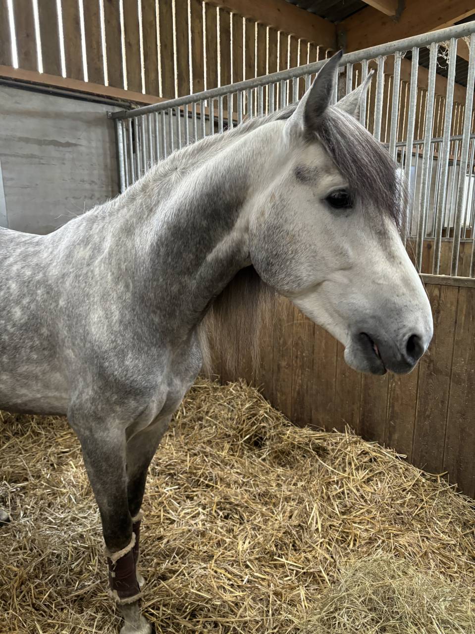 Bonjour vend espagnol hongre de 5 ans