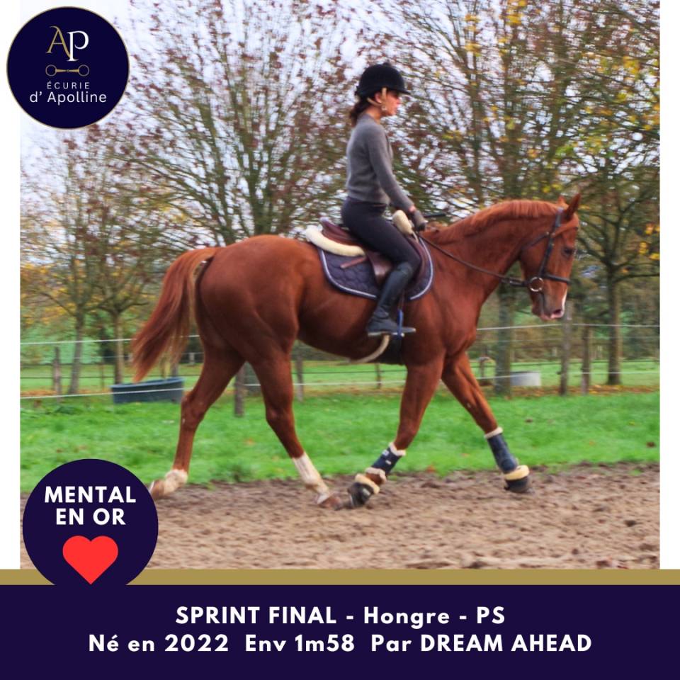 Jeune cheval top mental très facile