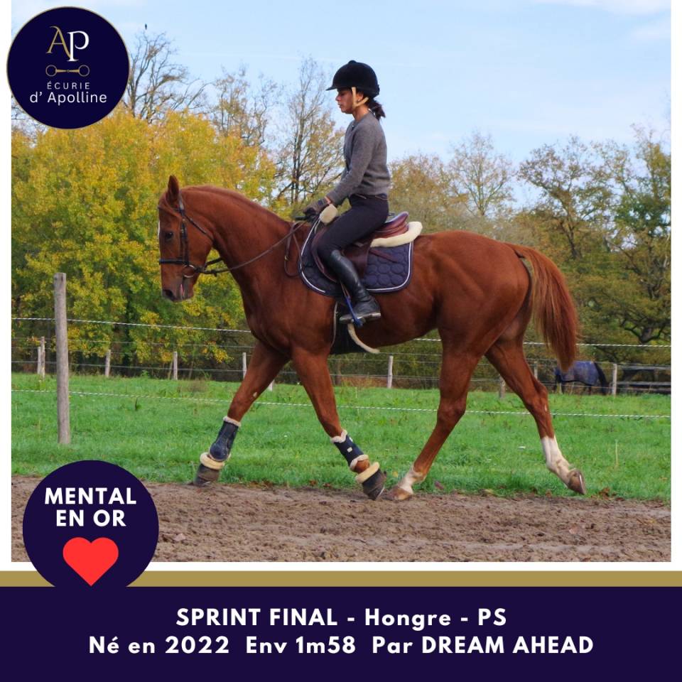 Jeune cheval top mental très facile