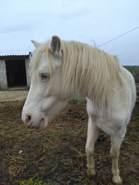 Ponette creme type Welsh