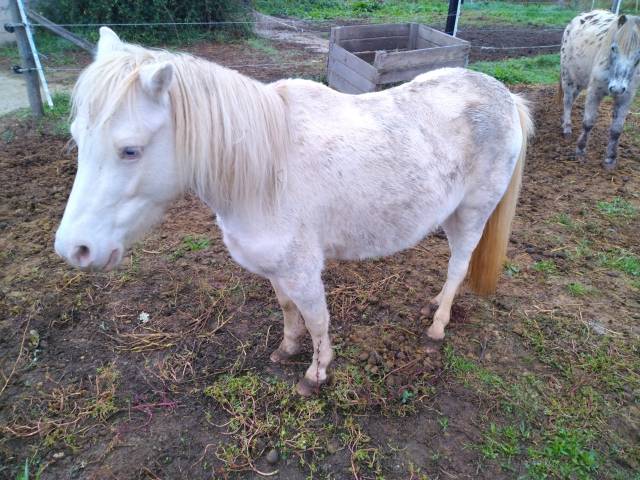 Ponette creme type Welsh