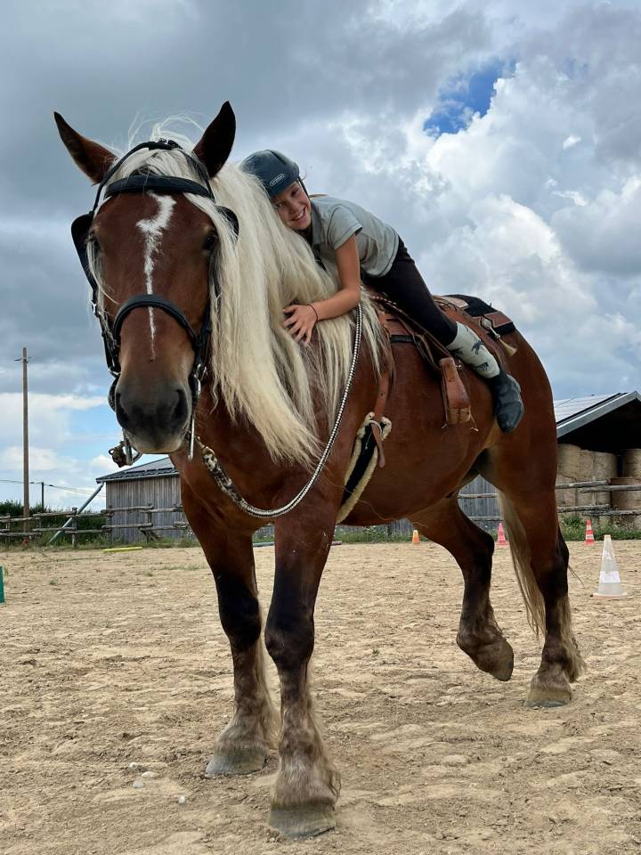 Hongre oc comtois monté et attelé 