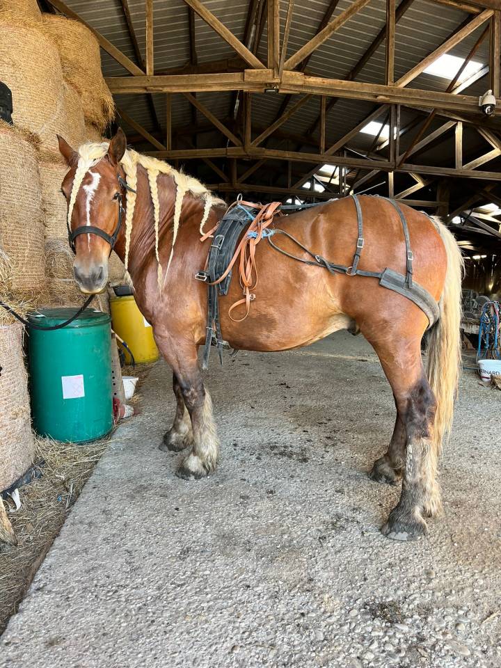 Hongre oc comtois monté et attelé 