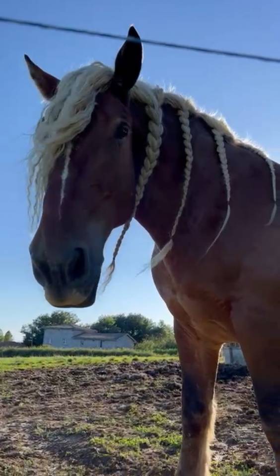 Hongre oc comtois monté et attelé 