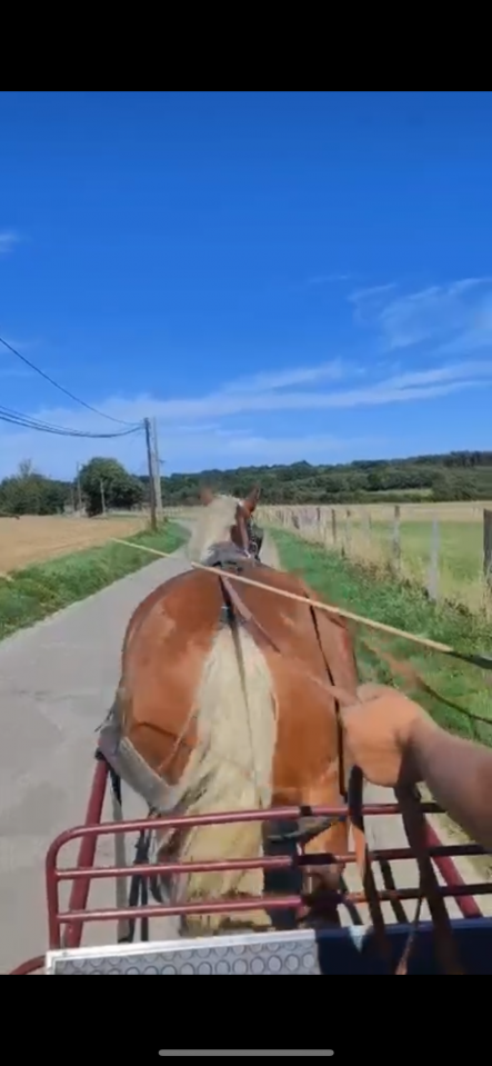 Hongre oc comtois monté et attelé 