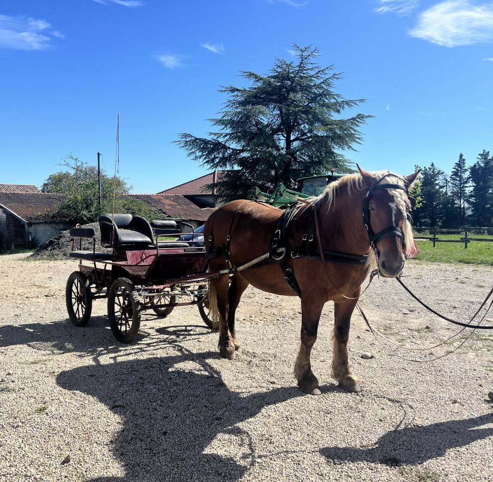 Hongre oc comtois monté et attelé 