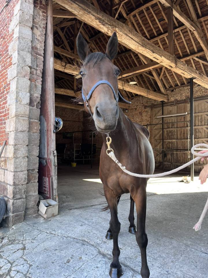 Jument réformée de courses