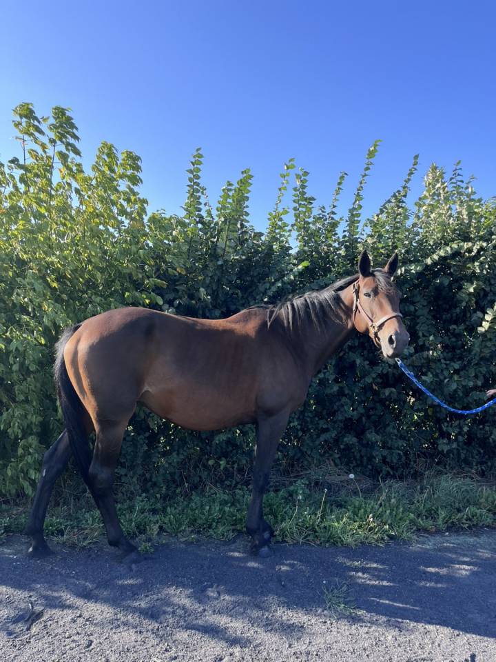 Jument réformée de courses