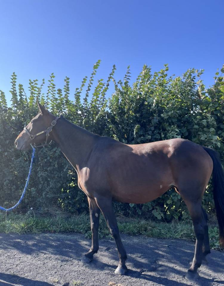 Jument réformée de courses