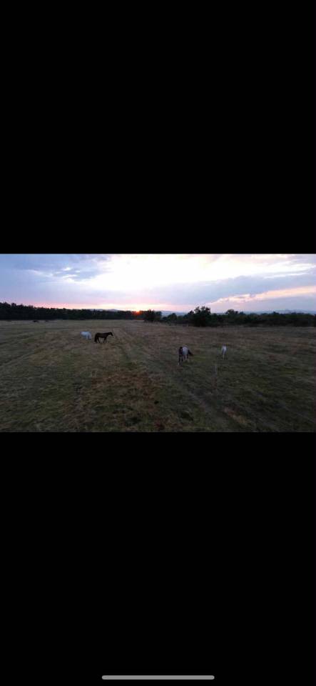 Pension chevaux dans la Loire
