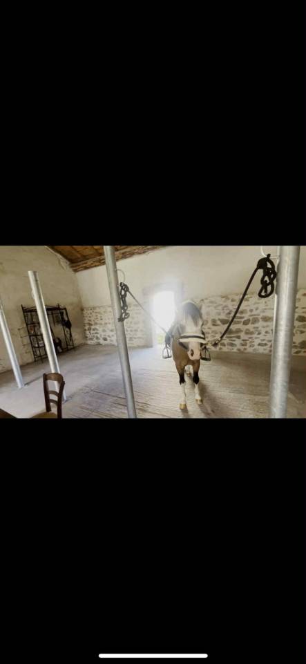 Pension chevaux dans la Loire