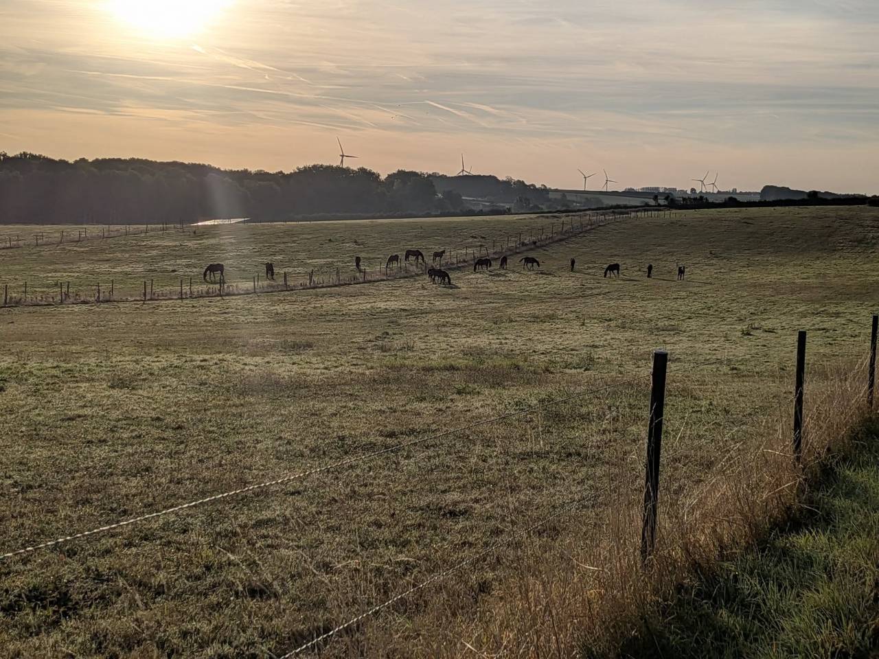 Pension Pâture / Paddock - Cheval / Poney 