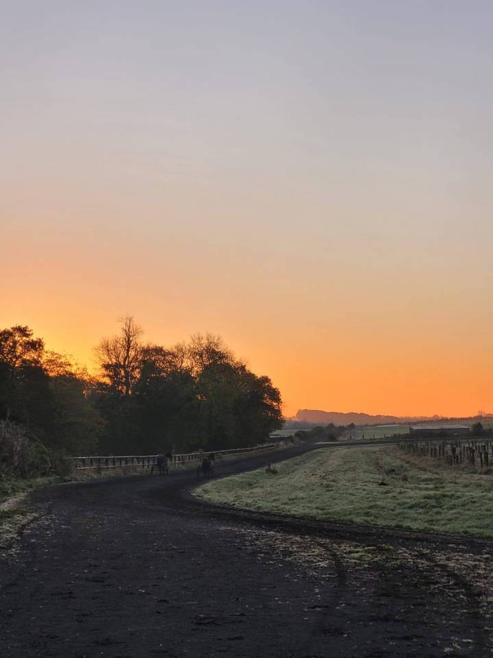 Pension Pâture / Paddock - Cheval / Poney 