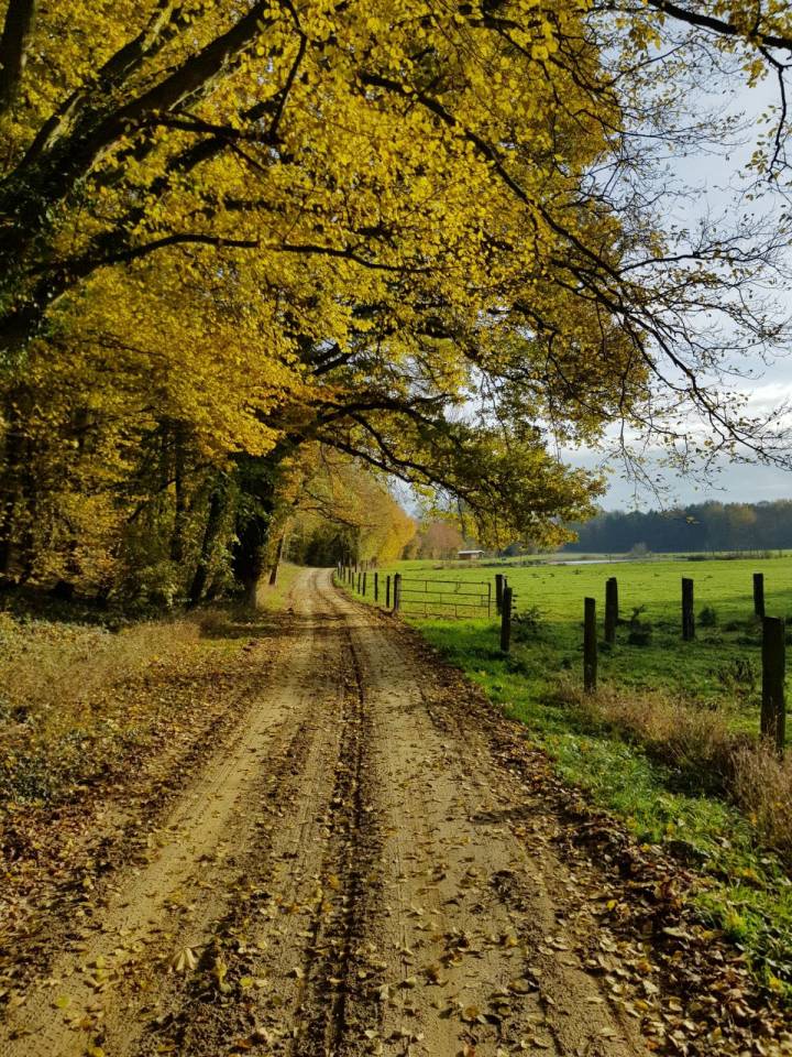 Pension Pâture / Paddock - Cheval / Poney 