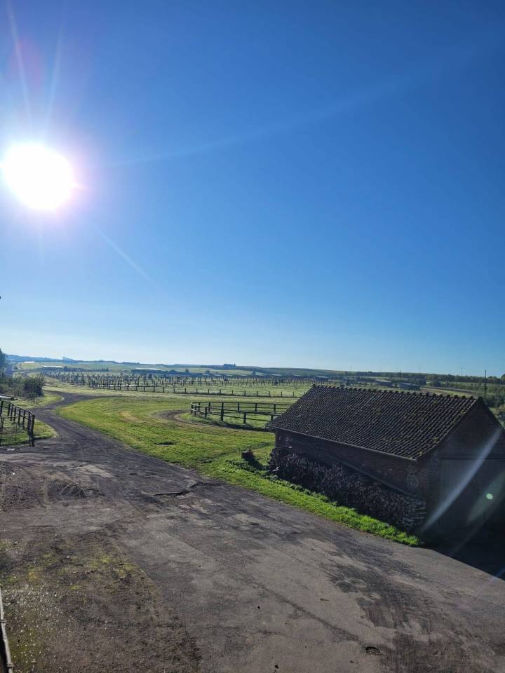 Pension Pâture / Paddock - Cheval / Poney 