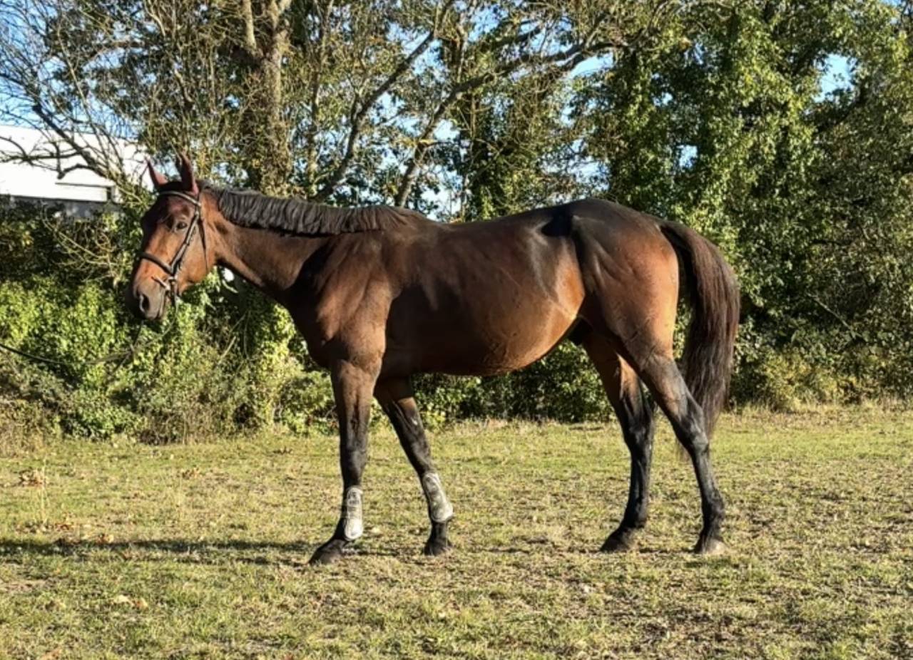 Adorable cheval de 6 ans