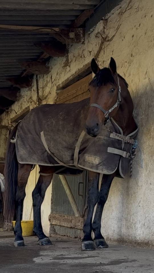 Adorable cheval de 6 ans