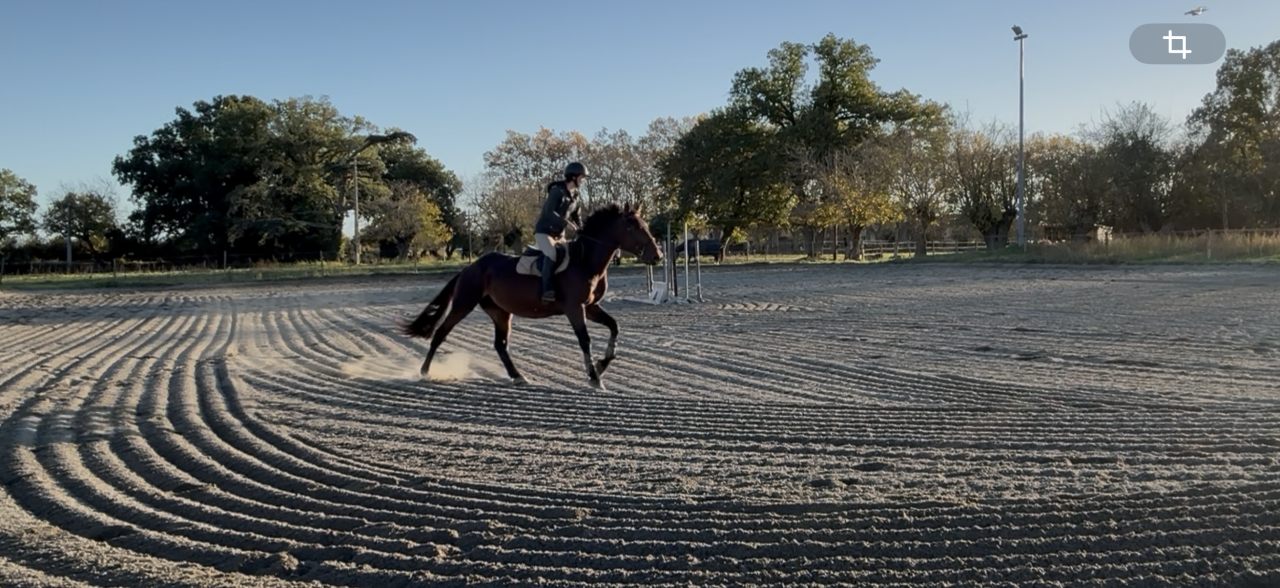 Adorable cheval de 6 ans