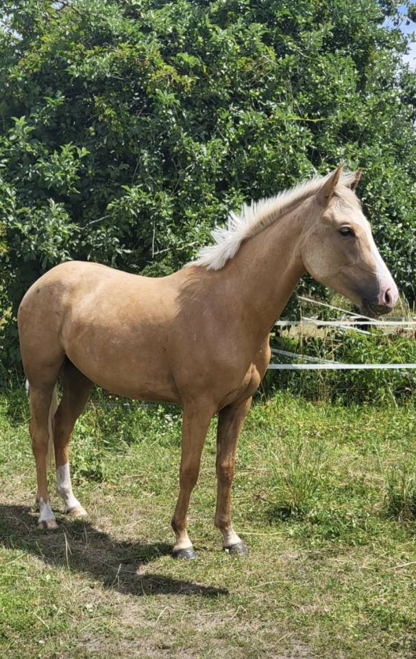 Pouliche palomino 2ans et demie 