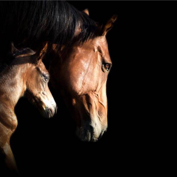 Pension Chevaux – Élevage du Tavernier (Cressensac, Lot