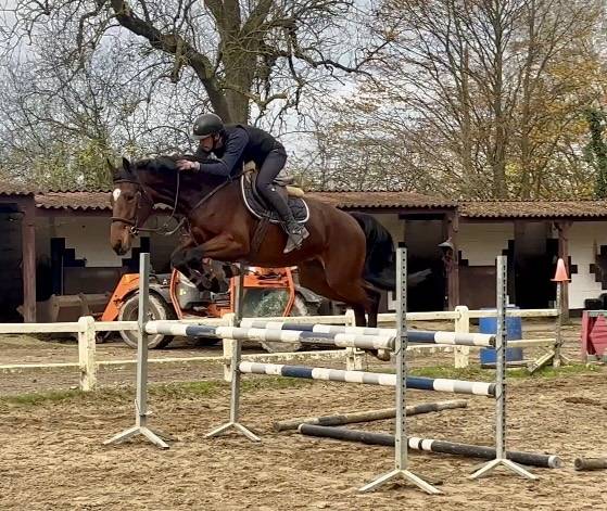 Magnifique jument kwpn de 5 ans +-1m70