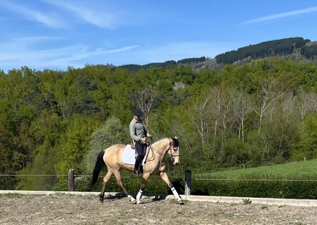 jument pure race lusitanienne 