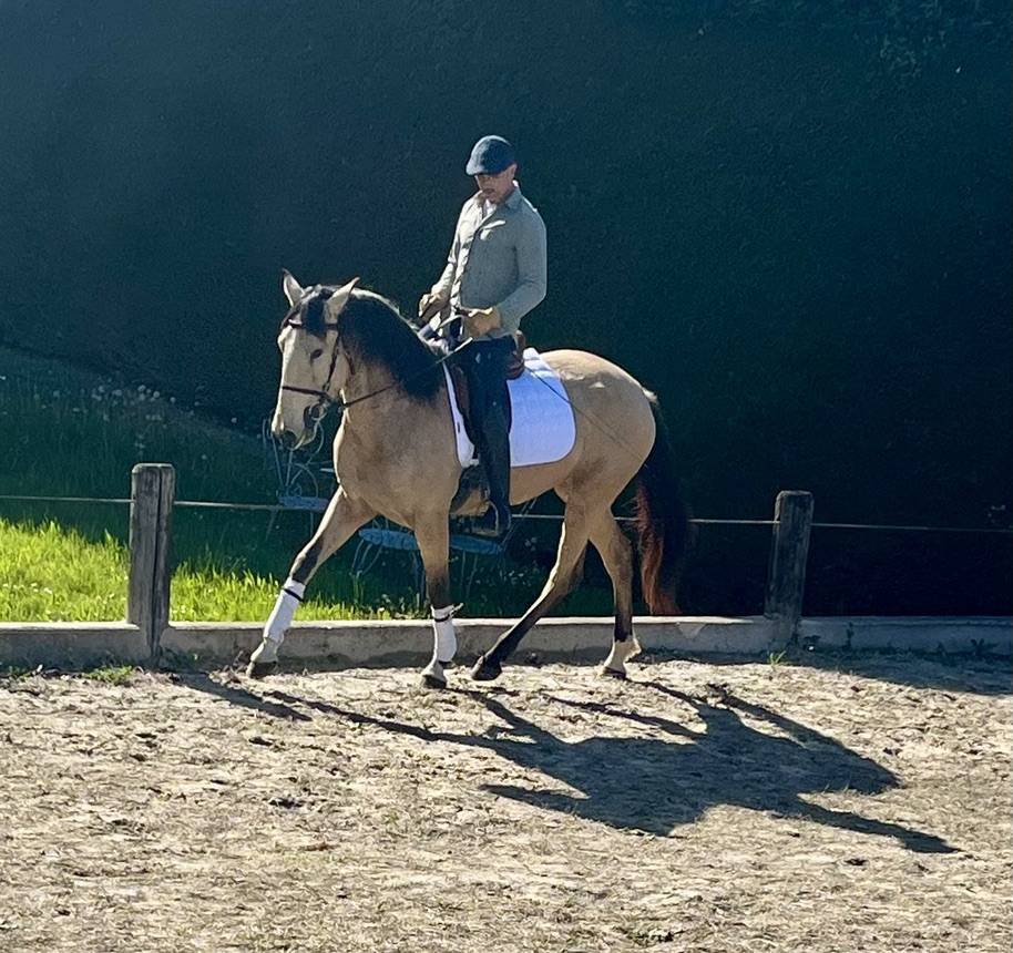 jument pure race lusitanienne 