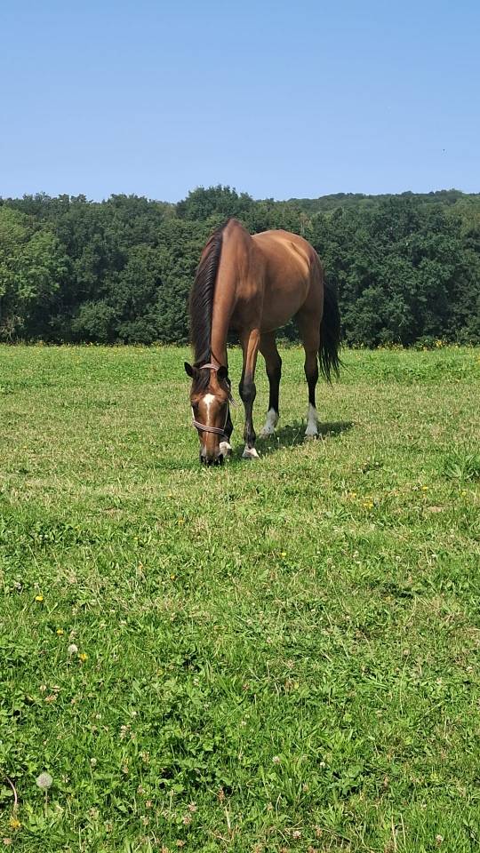 À VENDRE – Magnifique jument Selle Français – 15 ans – 