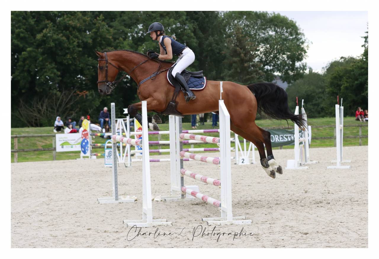 À VENDRE – Magnifique jument Selle Français – 15 ans – 