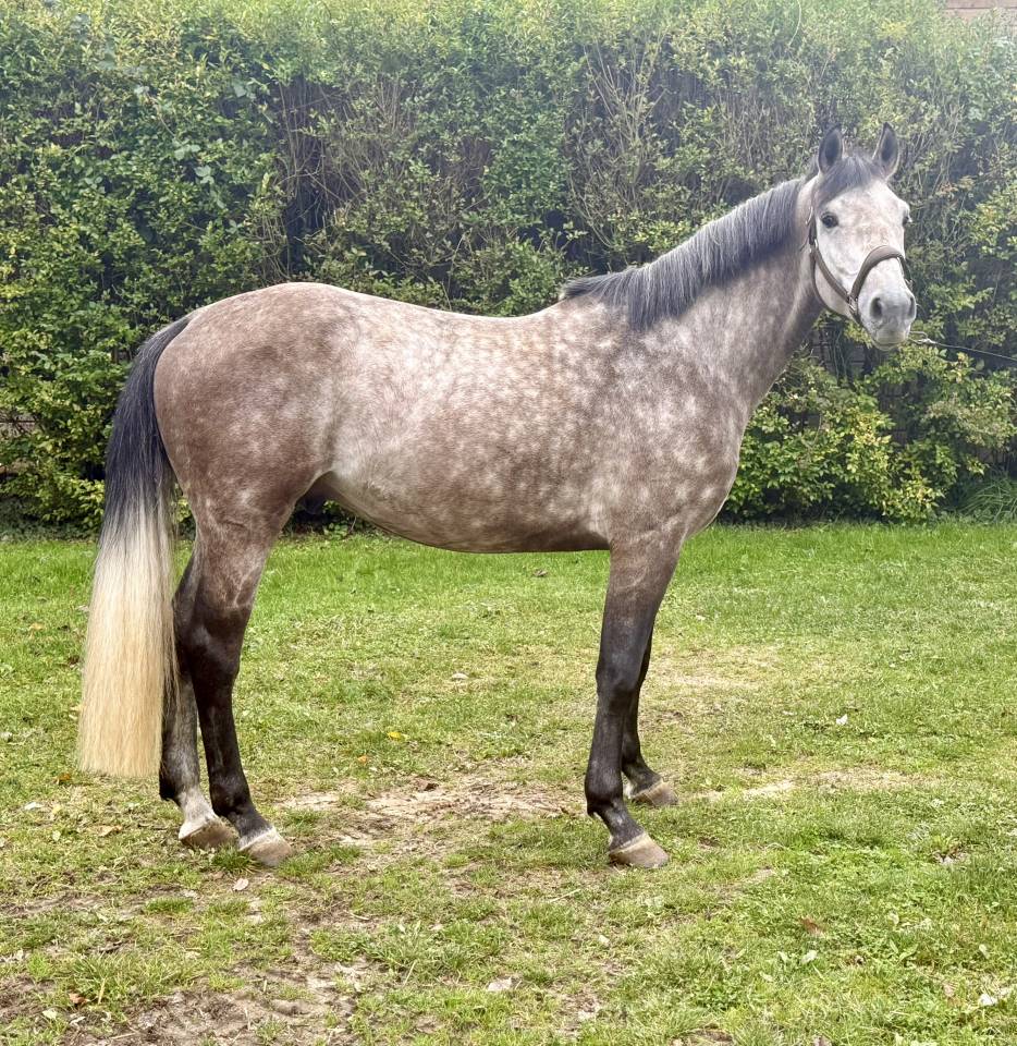 Korthago entier 5 ans par Mylord Cothargo 