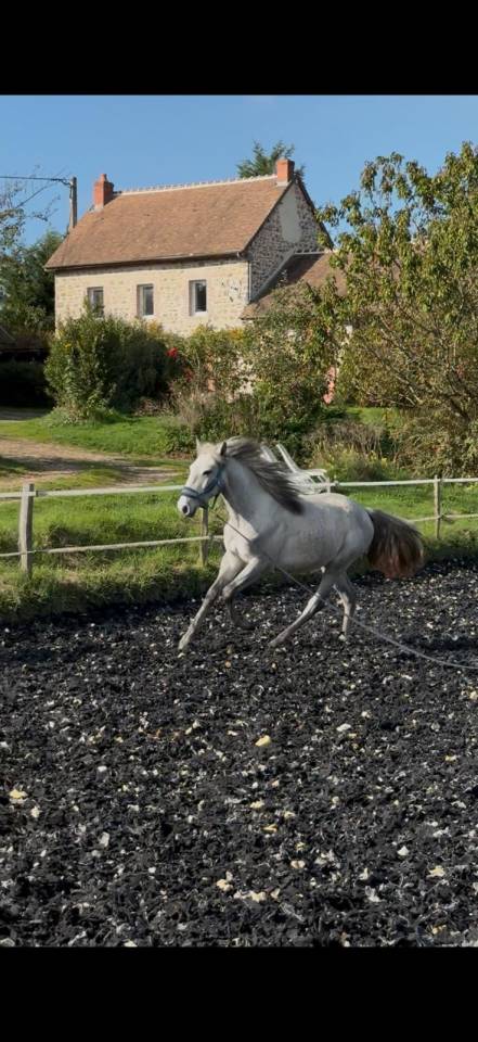 Adorable poulain souche ibérique 