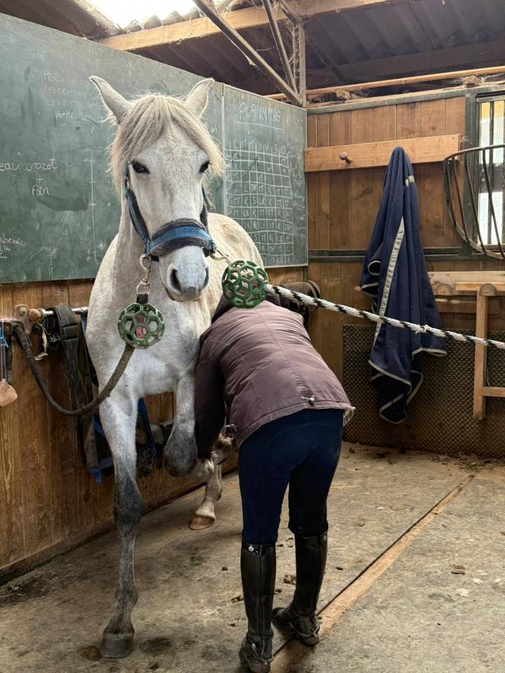Adorable poulain souche ibérique 