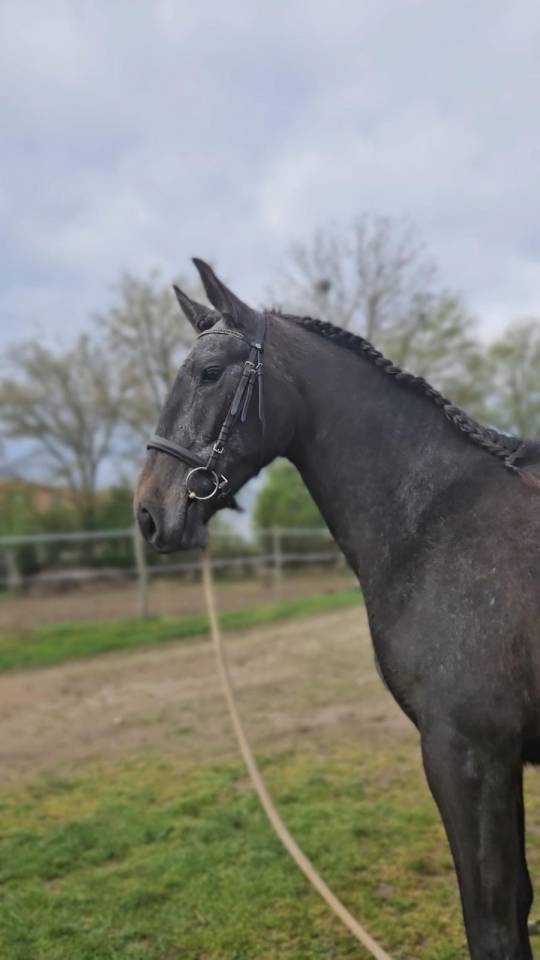 Adorable jument 3 ans souches ibériques 