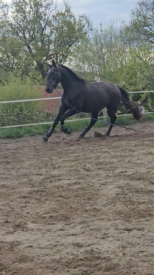 Adorable jument 3 ans souches ibériques 