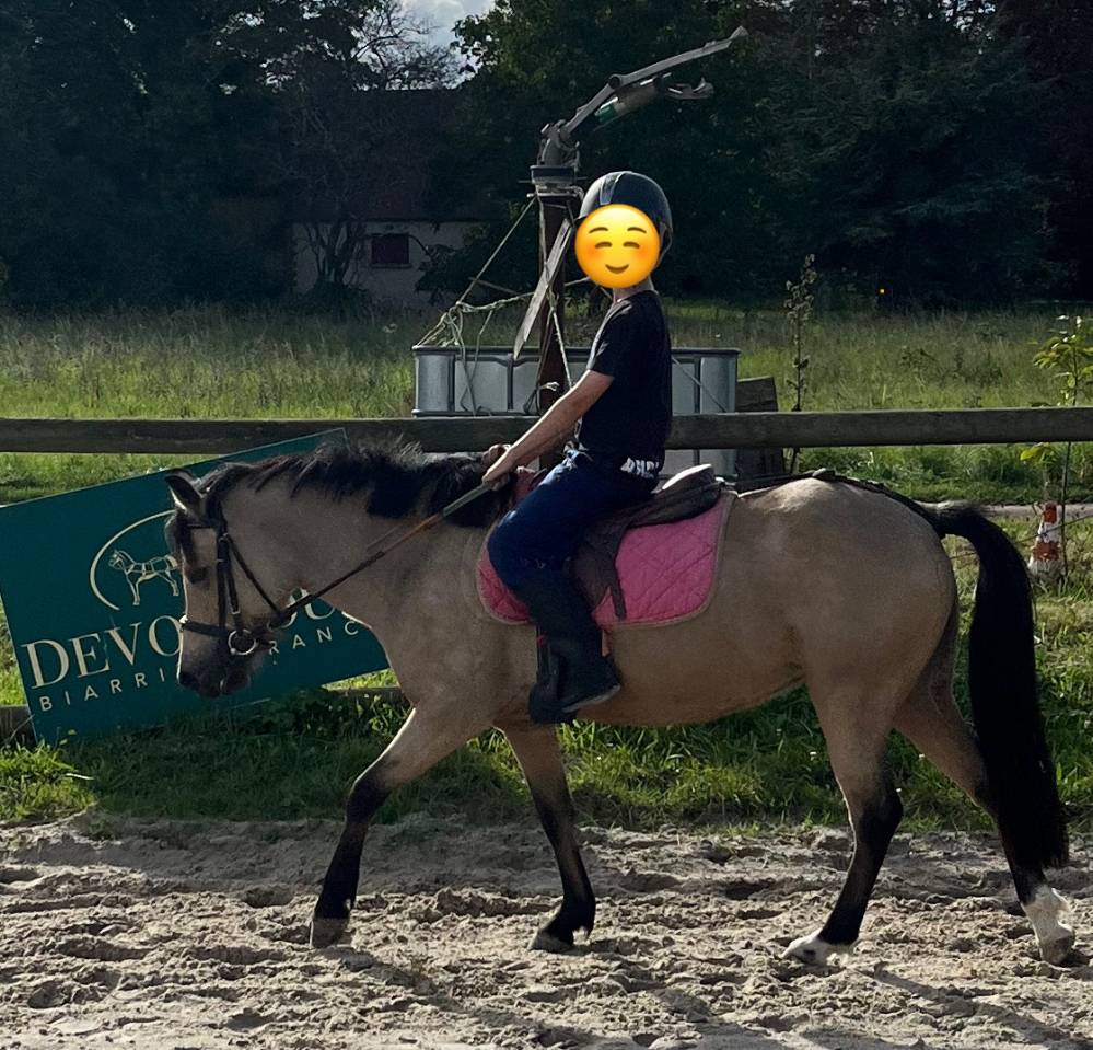 DP PONEY B Welsh Cso