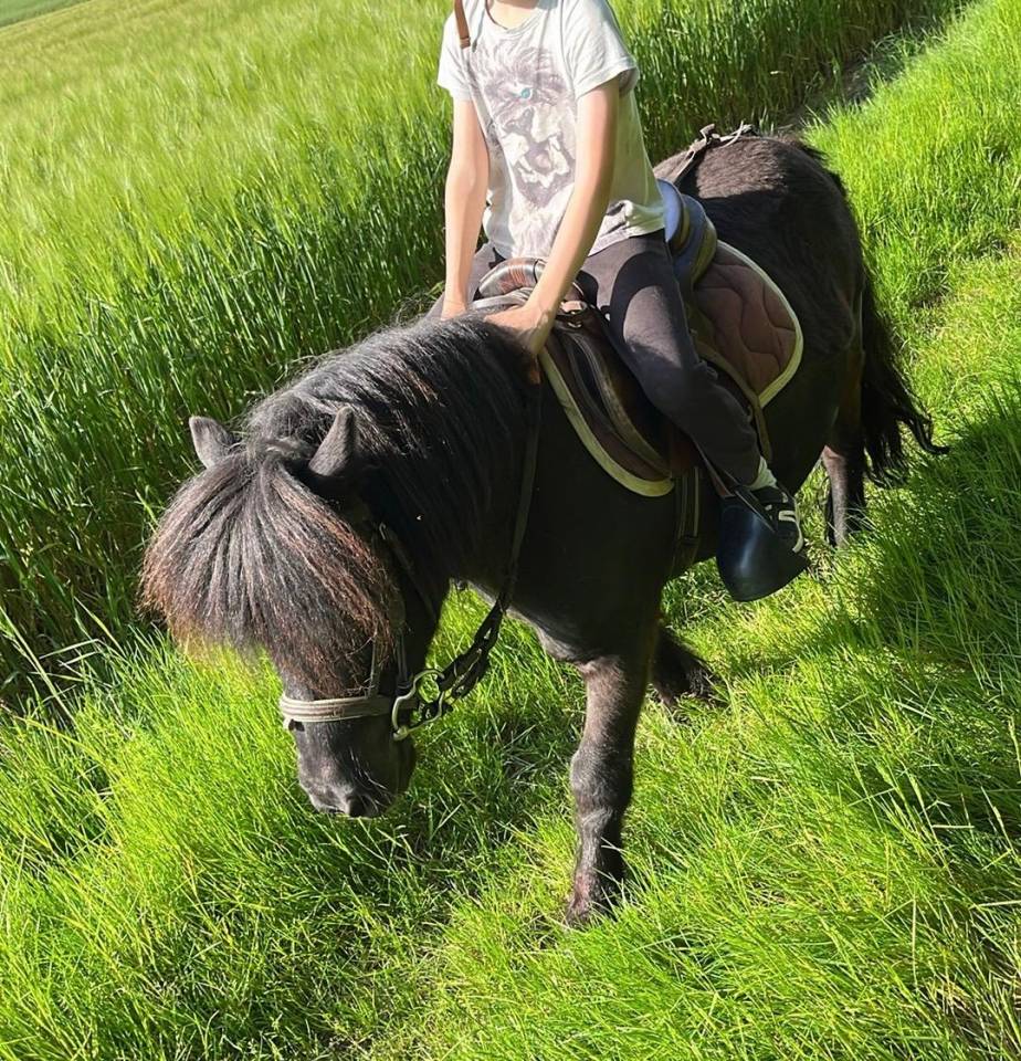 DP PONEY A Shetland CSo 