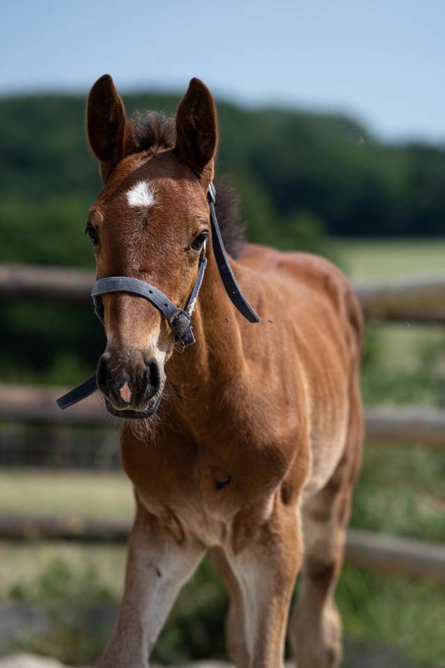 POULAIN DE SPORT