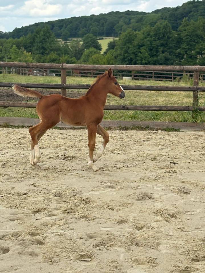 Pouliche SF par Untouchable 27 