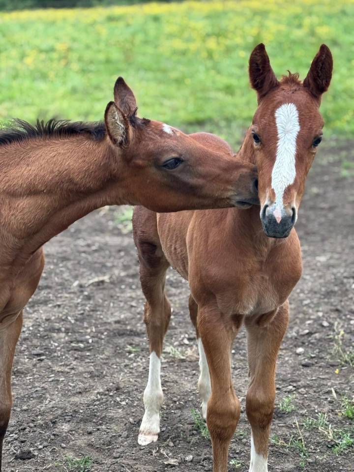 Pouliche SF par Untouchable 27 