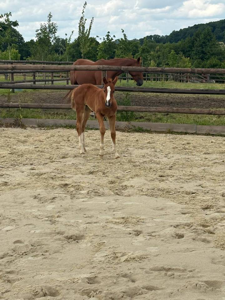 Pouliche SF par Untouchable 27 