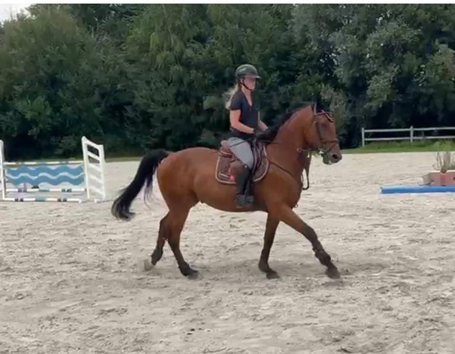 Hongre 7 ans Bamako x nabab