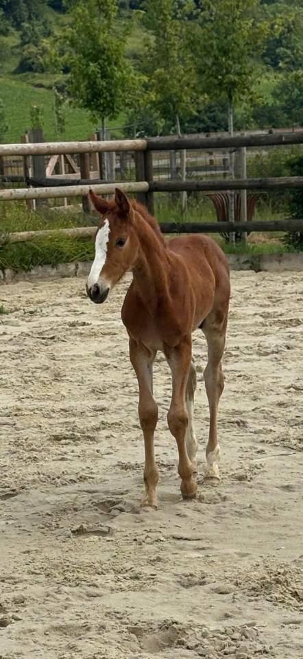 Cheval de sport par Halifax van het Kluizebos