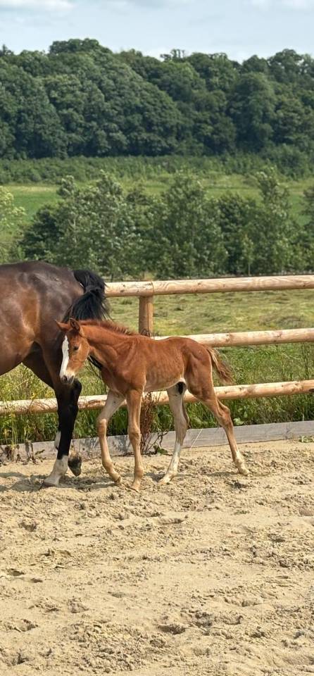 Cheval de sport par Halifax van het Kluizebos